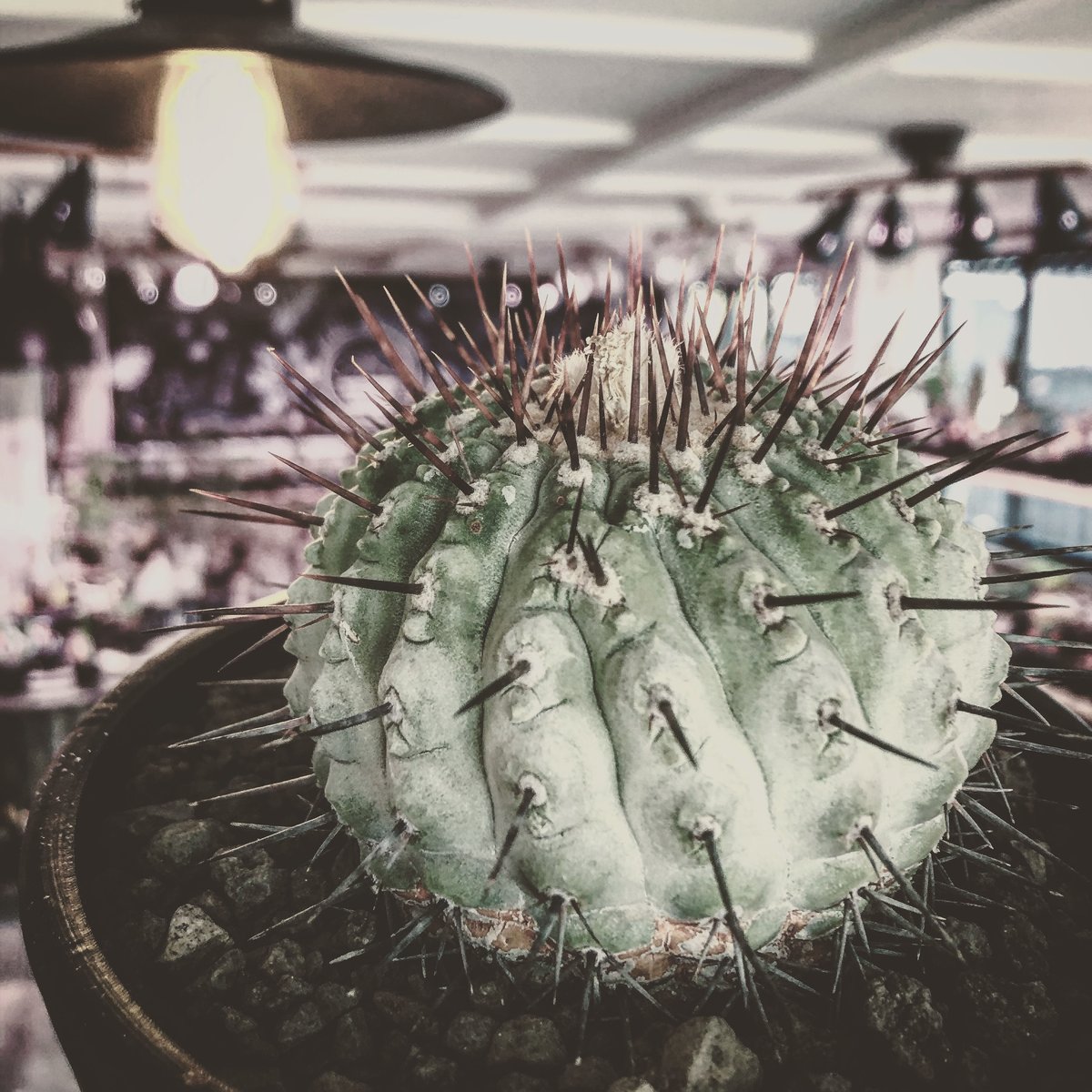 copiapoa cinerea var.columna-alba《M size》 現地