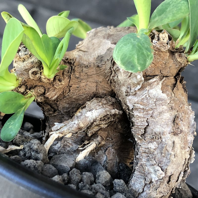 euphorbia itremensis 《M size》※現地球発根後店主国内管理3年