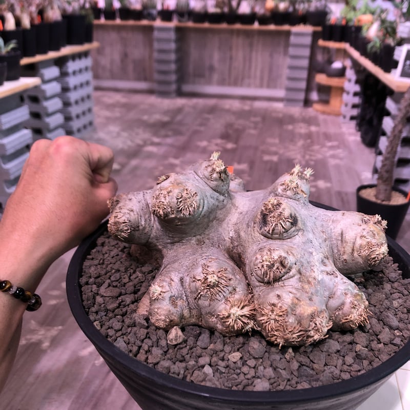 パキポディウム 恵比寿笑い Pachypodium brevicaule ② Pachypodium brevicaule パキポディウム ブレビカウレ 恵比寿