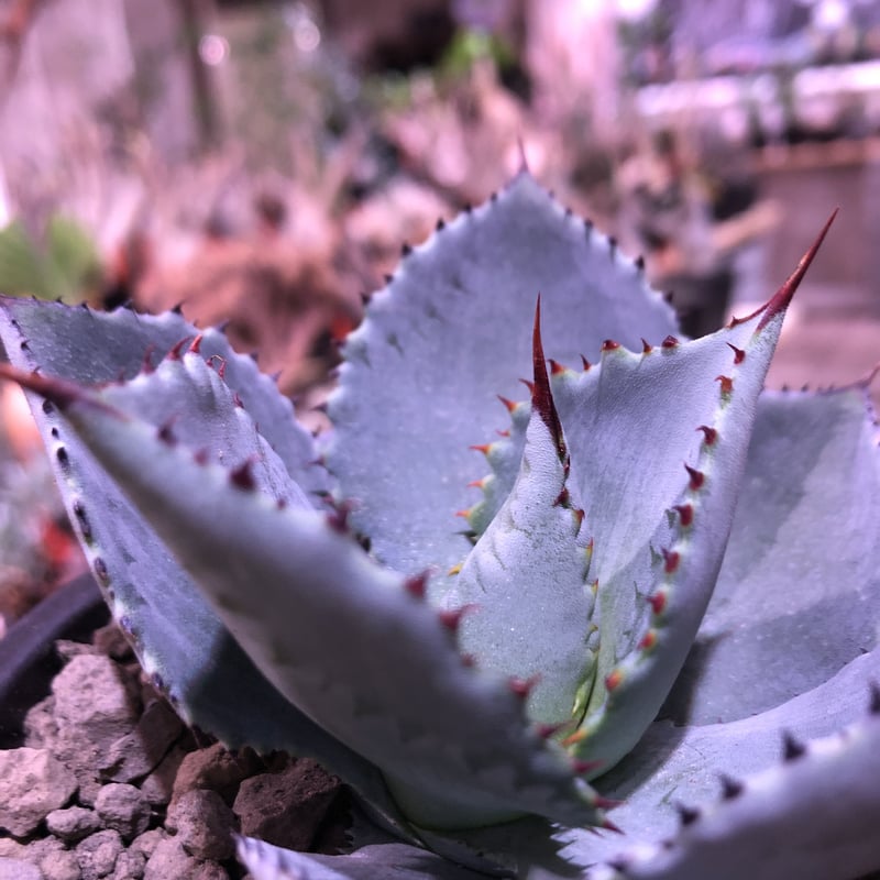 アガベ ドラゴントゥース 'Dragon Toes' 大株 銀葉に赤い鋸歯の