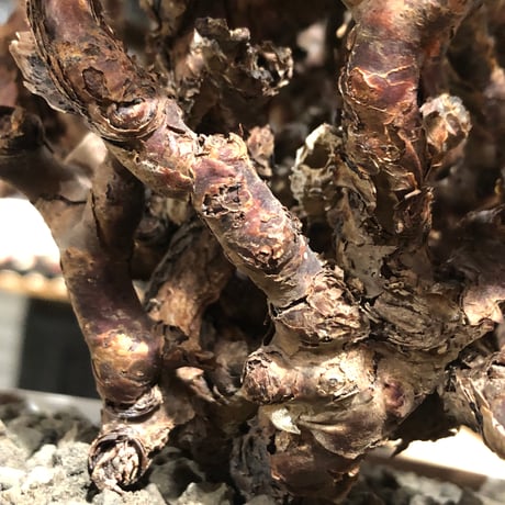pelargonium  mirabile《XL size》※現地球大株発根済※主幹太く幹上がりで厳つく何より枝振りの密度も最高な一株※brown marble bowl pot植え