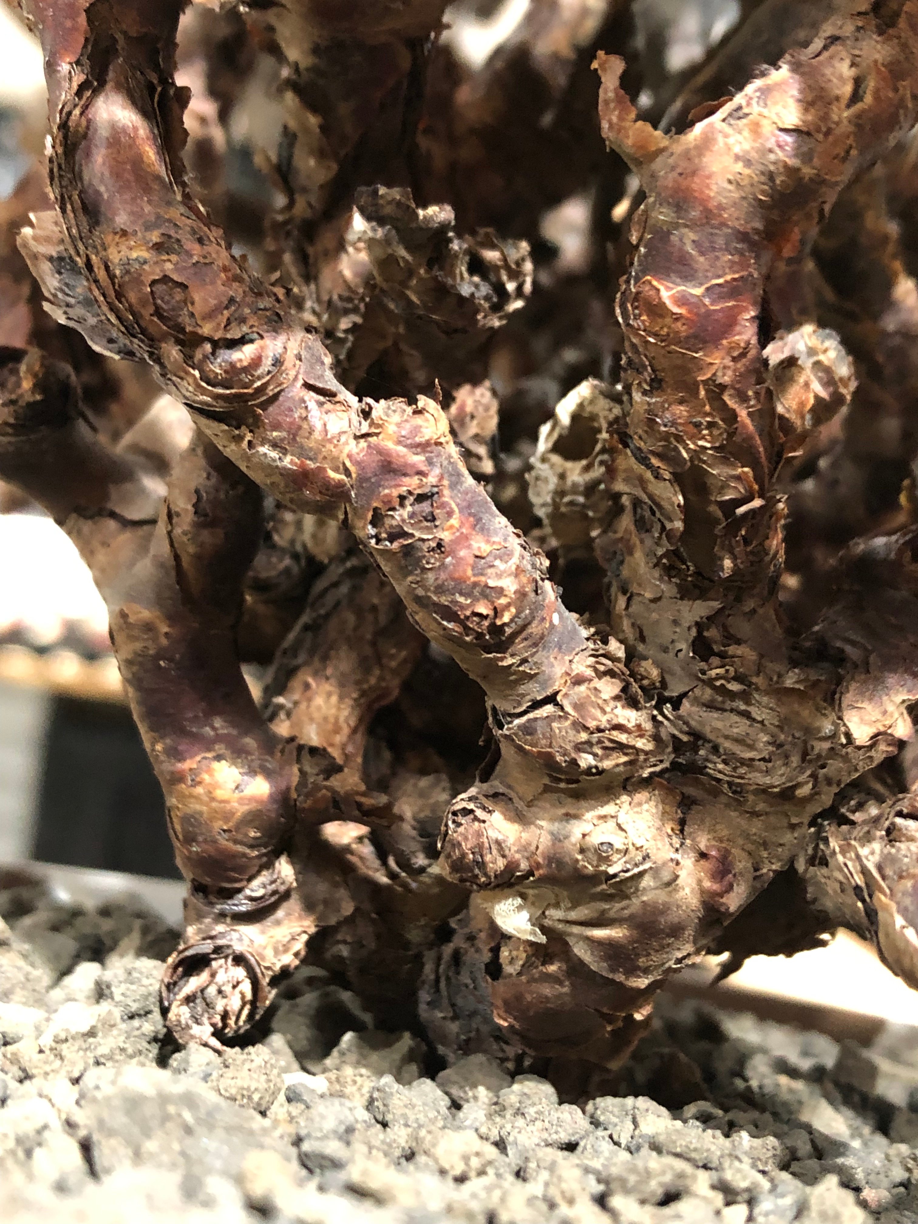 pelargonium mirabile《XL size》※現地球大株発根済※主幹太く幹上が