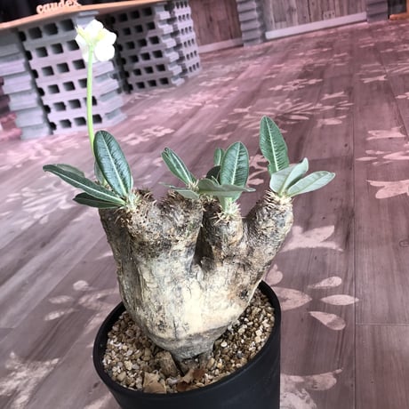 packypodium    roslatum var. eburneum（L size）現地球   未発根株