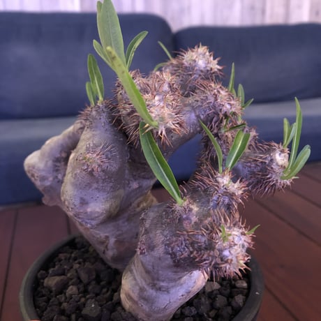 packypodium brevicalyx《M size》正真正銘W-head🌵🌵※発根済み株  littmon激オススメ株‼︎   ※mad  black  pot植え