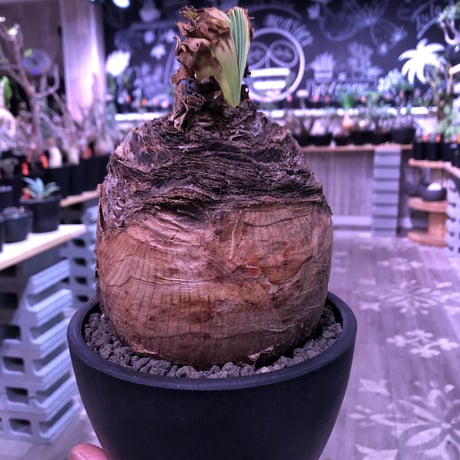 boophane   disticha  《 L size》※驚愕‼︎big過ぎる球体株‼︎※mad black bowl pot植え