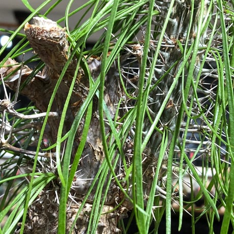 didierea madagascariensis《LL size》※現地球極太大株発根済※古木感強く垂れ下がる涼しげな葉と棘のコントラストが堪らない※brown marble bowl pot植え