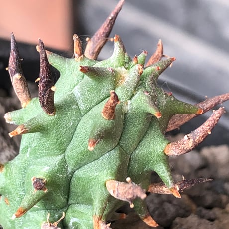 euphorbia schoenlandii《S size》※littmon seed株※小振りながら大株に負けないワイルドさと身体に見合わない太棘を持つ将来有望株※black bowl pot植え