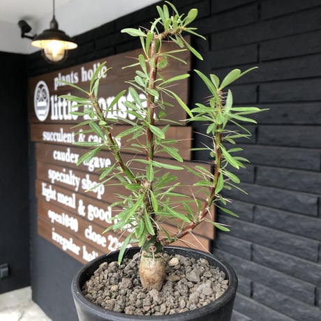 fouquieria  purpusii《大きめM size》希少大きめ株※現地球発根済株※株元大きめのbalance＆肌質＆特化した美しい柄‼︎オススメ株※mad black pot植え