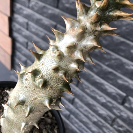 pachypodium  baronii《LL size》※激希少‼︎現地球発根後店主国内管理9年株※激極太幹を持ちどっしり構えの男前‼︎太いstuds棘が堪らない※mad black pot植え