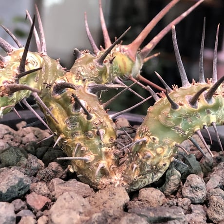 sarcocaulon herrei《M size》※今や希少且つ今後輸入厳しい南アフリカ物‼︎gapある白花大輪を咲かす冬型人気者‼︎wild株※mad  black  bowl pot植え