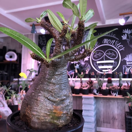 packypodium  gracilius《L size》※現地球発根済株※店主国内管理2年株※枝折れにより一頭枝ながら激しい小枝多数のぼってり選抜株※mad black pot植え
