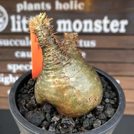 pachypodium gracilius《大きめS size》希少‼︎ニ頭枝 &green肌※現地球発根済株※店主国内管理2年株※ぼってり樹形で捻くれた感が堪らない※mad black pot植え