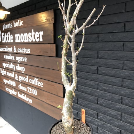 bursera  fagaroides《L  size》※現地球発根済※店主管理4年株※成熟しメクれ上がった表皮＆ぼってり株元でウェイト低い最高balance株※mad black pot植え