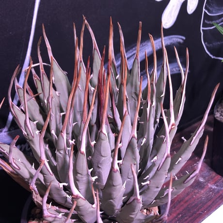 agave    utaensis  eborispina《L L size》