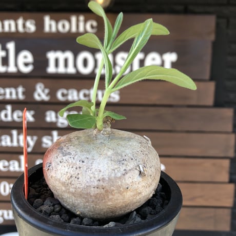 pentagonanthus grandiflorus ssp.glabrescens《L size 》※現地球発根後店主国内管理3年株※激希少種‼︎可愛すぎる装い※mad black pot植え