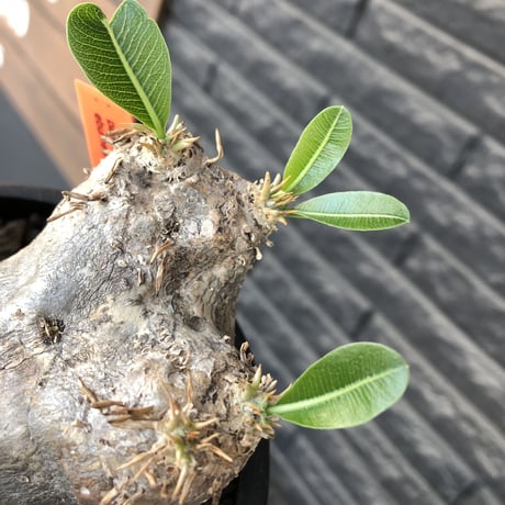 pachypodium  eburneum《L size》※現地球発根後店主国内管理4年株※岩肌質にエブレらしいwildな樹形＆良きサイズ感※mad black bowl pot植え