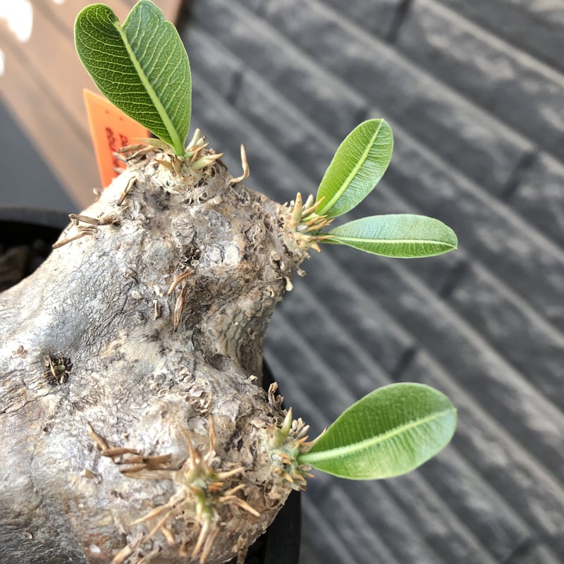 pachypodium eburneum《L size》※現地球発根後店主国内管理4年株 pachypodium eburneum《L size》※現地球発根後店主国内管理4年株