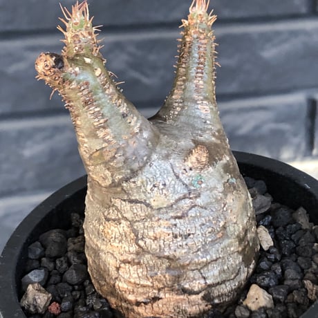 pachypodium  gracilius《S size》希少ニ頭枝美株※現地球発根済株※店主国内管理2年株※極balanceな樹形にニ頭枝なかわいいグラキ※mad black pot植え