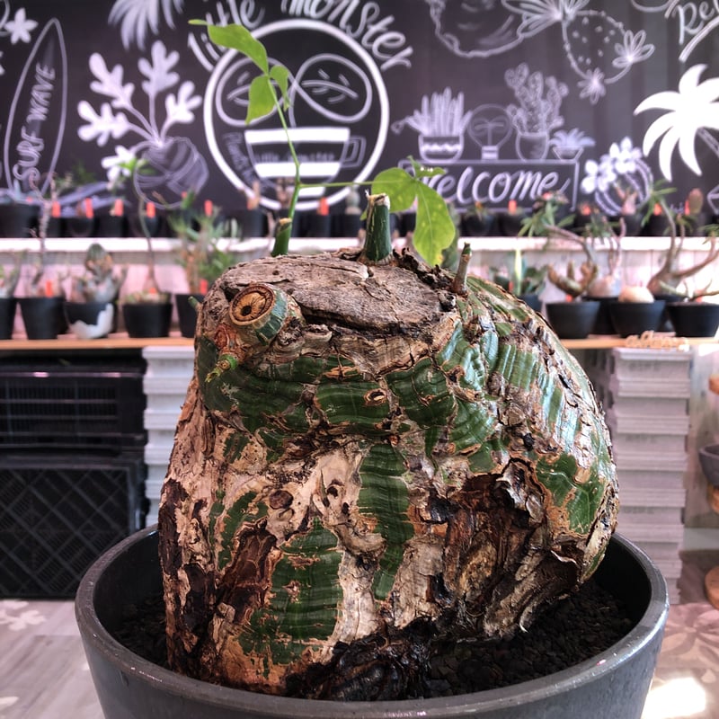 大型 ボンバックス Pseudobombax ellipticum プセウドボンバックス エリプティクム Pseudobombax ellipticum