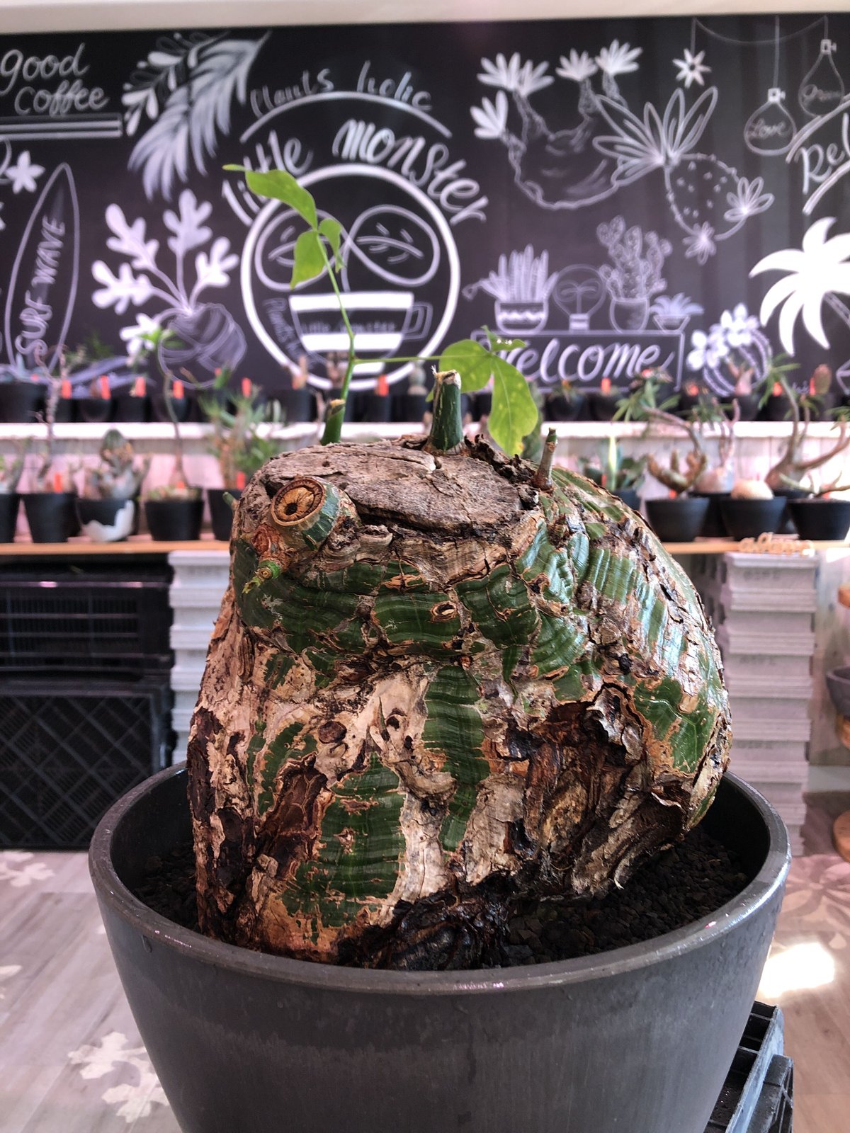 大感謝セール】 プセウドボンバックス3 STELLA.PLANTS | 塊根 大感謝セール】 プセウドボンバックス3 STELLA.PLANTS | 塊根