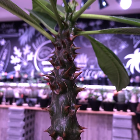 packypodium  baronii《LL size》※驚愕‼︎ヤバい極太bigバロニー‼︎※mad black pot植え✨驚愕‼︎1周年感謝株No.⑨
