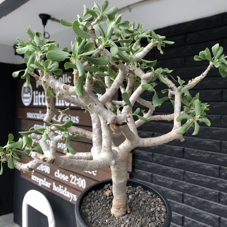 othonna  furcata《XL size》大株最高樹形※現地球発根後店主国内管理10年株※極めて美しい白肌にこの上なき枝振りな渾身の一株※mad black bowl pot植え