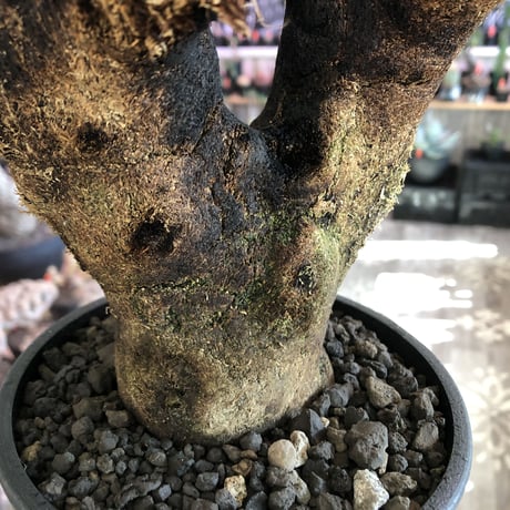 xerophyta  trichophylla《S size》※現地球発根済株※驚愕強靭株※限りなくweightはlow‼︎品種としこれでもかわいい小振りサイズ‼︎※mad black pot植え