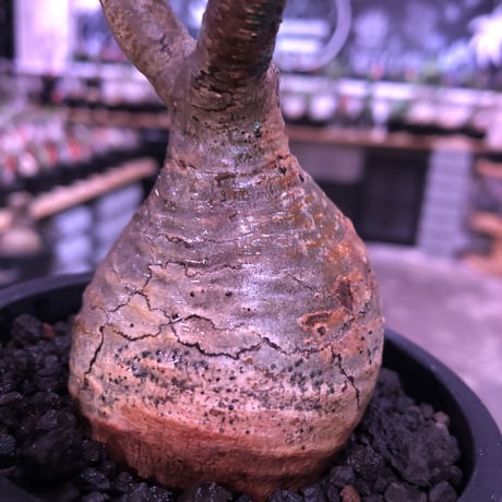pachypodium  gracilius《大きめS size》球体樹形※現地球発根済株※店主国内管理2年株※特化した表皮柄＆株元まん丸樹形なかわいいグラキ※mad black pot植え