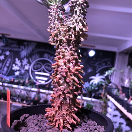 tylecodon  wallichii  和名＝奇峰錦《大きめM size》※大変綺麗且つwildなワリチー※店主管理4年株※ mad black pot植え