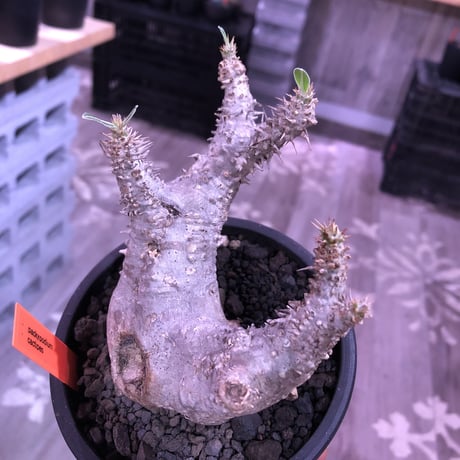 packypodium  cactipes《M  size》白肌※現地球発根済株※背中に現地での味わい深い枝折れ傷があり流れるようなbalanceの白肌カクチ※mad black pot植え