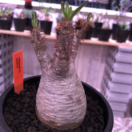 packypodium  gracilius 白肌 《M size》現地球  発根済み株   mad black pot植え（限定①株）