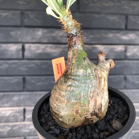 packypodium  gracilius《M size》希少green肌ニ頭枝＆半面現地焼け※現地球発根済株※店主国内管理3年株※interior性高く良き歪感※mad black pot植え