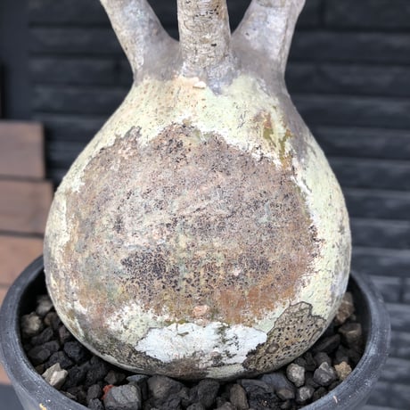 pachypodium  gracilius《小さめL size》最高balance株※現地球発根後店主国内管理4年株※極balance良くズバ抜けたカラーの持ち主※mad black pot植え