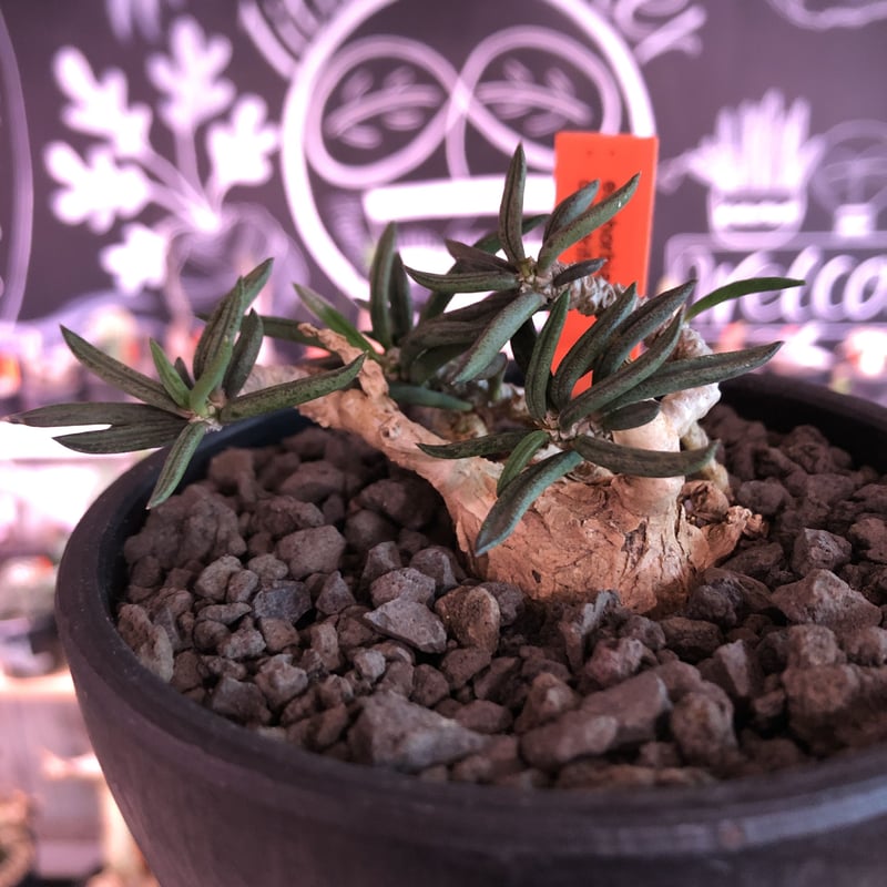 euphorbia cylindrifolia《M size》※塊根はぼってりと丸く、off- euphorbia cylindrifolia《M size》※塊根はぼってりと丸く、off-