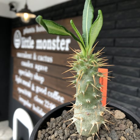 pachypodium  ambongense  littmon seed🌱《M size》希少種※実生でも流通少なき将来有望株‼︎激オススメ株※mad black pot植え
