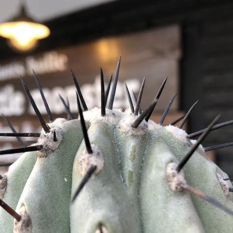 copiapoa   cinerea  黒王丸《大きめM size》激希少※現地球発根済株※店主国内管理11年株※選抜特選株※mad black bowl pot植え
