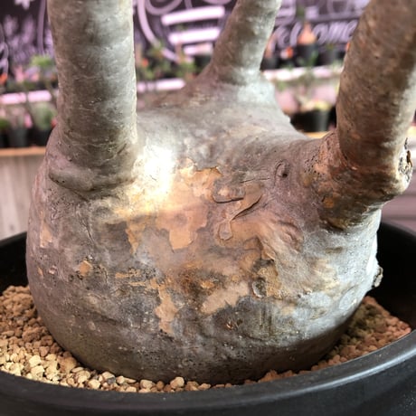 packypodium  gracilius《L L size》※現地球発根済み株‼︎ ※球体でbigなグラキ※令和二年記念‼︎リトモン驚愕株🤩No.③