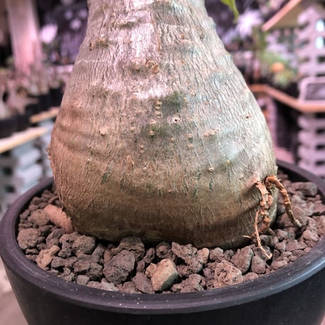 packypodium   saundersii（M  size）※現地球発根済株※可愛すぎるほどぼってり樹形且つ株元は木質化したギャップ萌えサンデルシー※mad black bowl pot植え