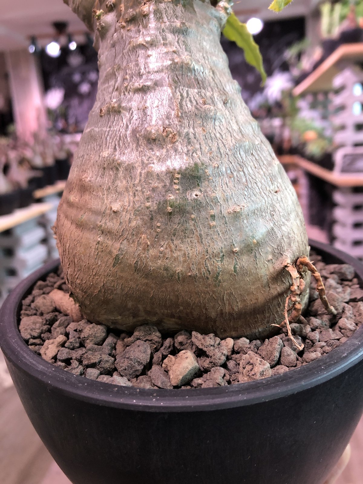 packypodium saundersii(M size)※現地球発根済株※可愛すぎる packypodium saundersii(M size)※現地球発根済株※可愛すぎる