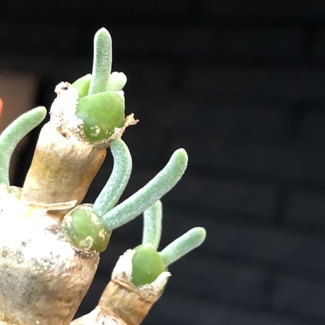 monilaria  pisiformis《大きめS size》※現地球発根後店主国内管理3年株※モニラリア属（激希少最上位種）冬型caudex※mad black bowl pot植え