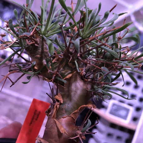 othonna   euphorbioides《M size》※幹上がり仕立てのバランス良き美株‼︎ ※mad black pot植え