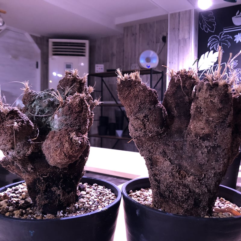 xerophyta trichophylla《L L size》 | plants hol