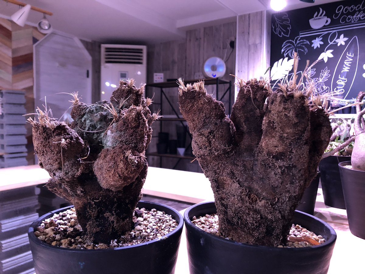 xerophyta trichophylla《L L size》 | plants hol