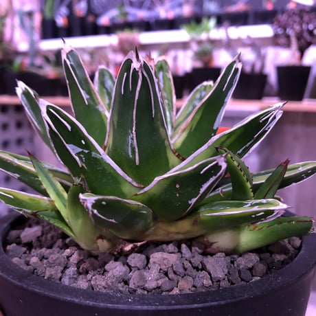 agave   victoria-ieginae  f.varieg. kizan《M  size》子吹き２つ   mad  black  pot植え