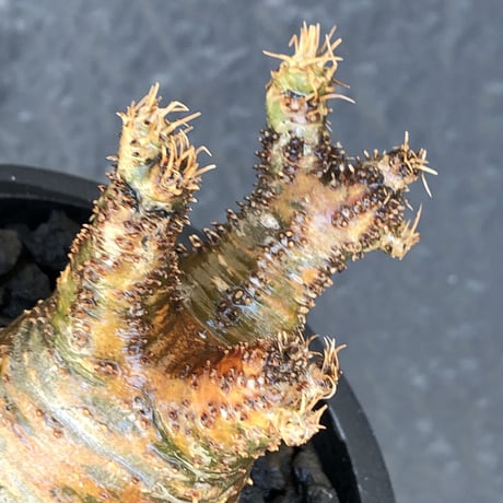 pachypodium gracilius《S size》2色混在カラー肌※現地球発根後店主国内管理1年株※weight低く枝振りも良き赤肌グラキ※mad black pot植え