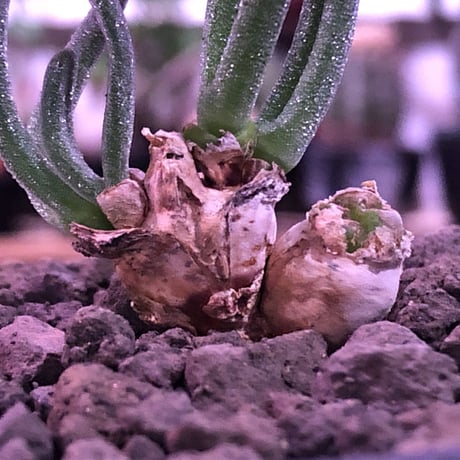 monilaria   pisiformis《SS  size》※現地球発根済株※モニラリア属　（最上位激希少種）※冬型caudex‼︎   ※mad black bowl pot植え