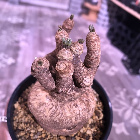 euphorbia   subapoda《M size 》両サイドにある２つの傷が魅力なスバポダ‼︎※限定１株