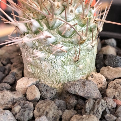 packypodium  namaquanum 光堂《M size》littmon seed🌱※希少‼︎手乗り良きサイズ感の光堂‼︎しっかり育て渾身の一株※mad  black bowl pot植え