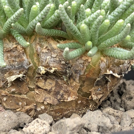 avonia   alstonii《XL size》※現地球発根済株※店主国内管理12年株※年代物且つ驚愕big株‼︎二度と手に入らないサイズ感な激オススメ株‼︎※ mad black pot植え