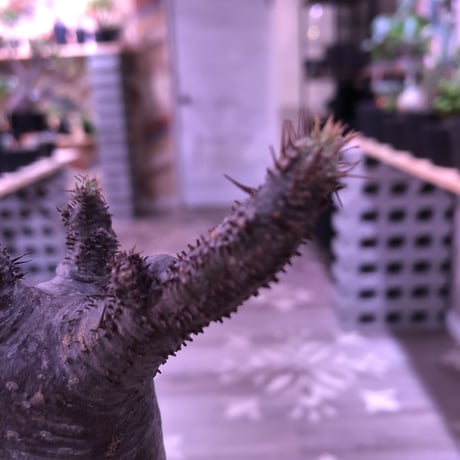 packypodium  gracilius《大きめS  size》※現地球発根済み株‼︎  ※落葉しても樹形の良さは健在‼︎※mad black pot植え※限定１株